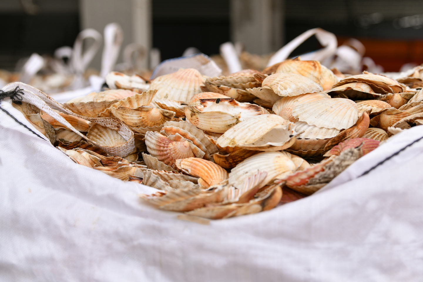 Où Acheter Des Coquilles Saint jacques à Erquy La fête de la coquille Saint-Jacques à Erquy - SNCF Connect
