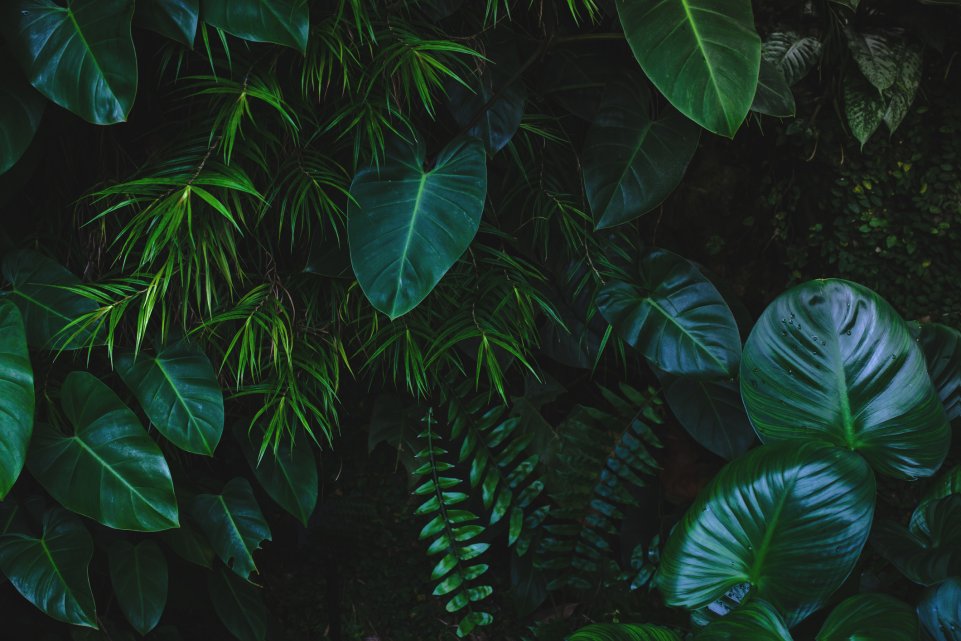 bush plantes bahamas