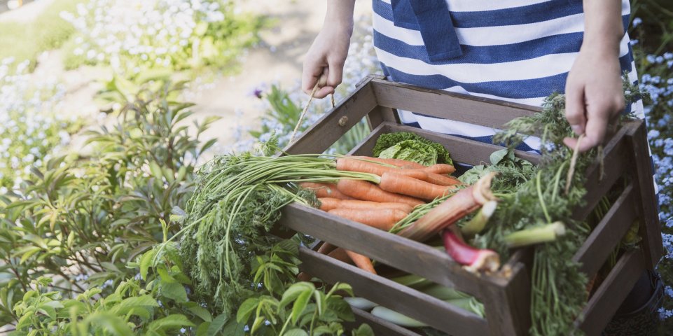 Potager