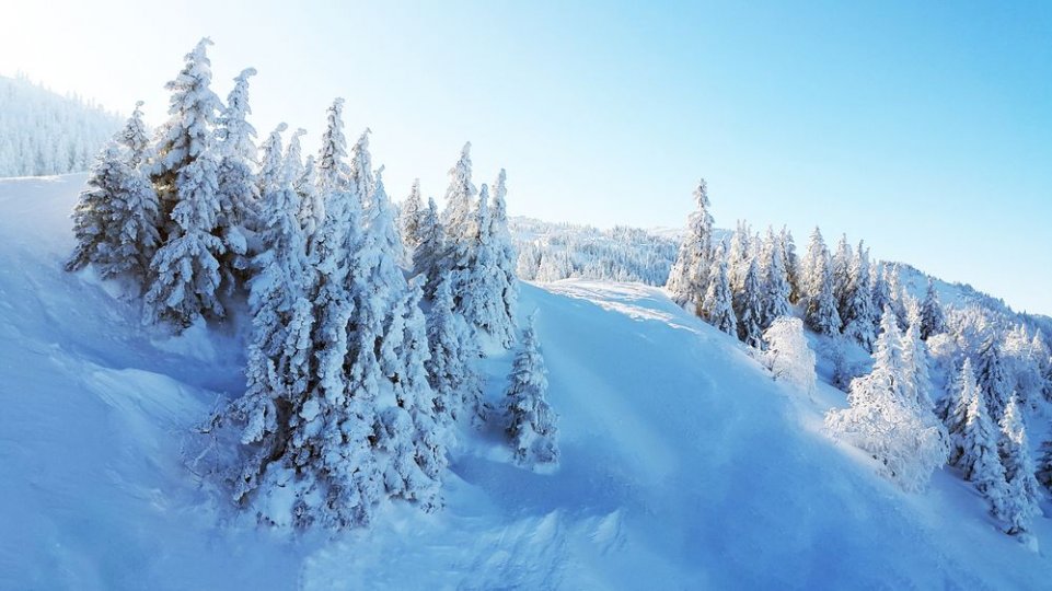 Sapins enneigés 