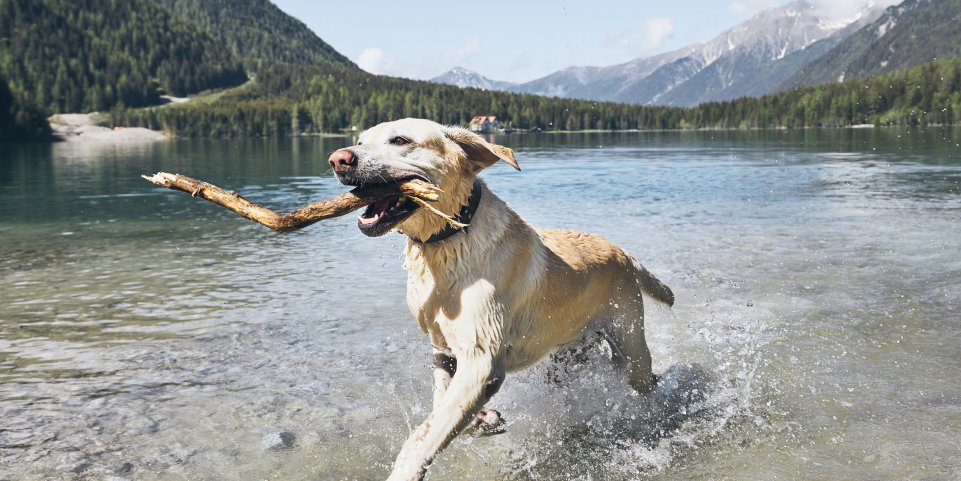 Chien dans un lac