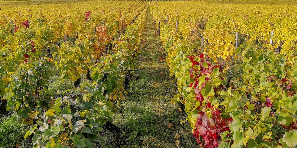 champs vignes bourgogne