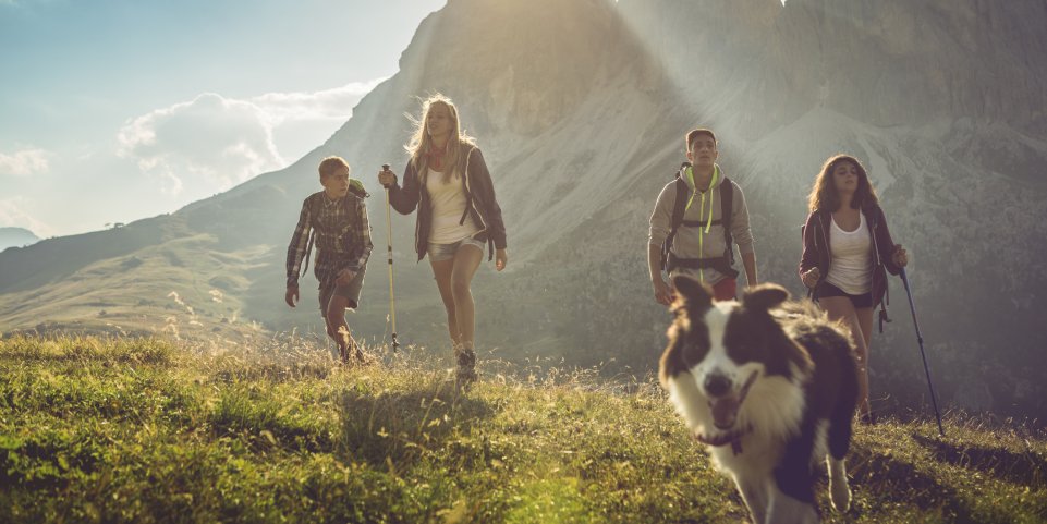 Chien en montagne