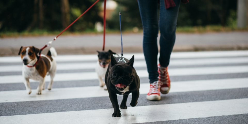 Ou Partir En Vacances Avec Son Chien Sncf Connect