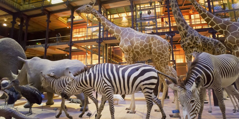La Grande Galerie de l'Evolution, Jardin des Plantes, Paris - Animaux