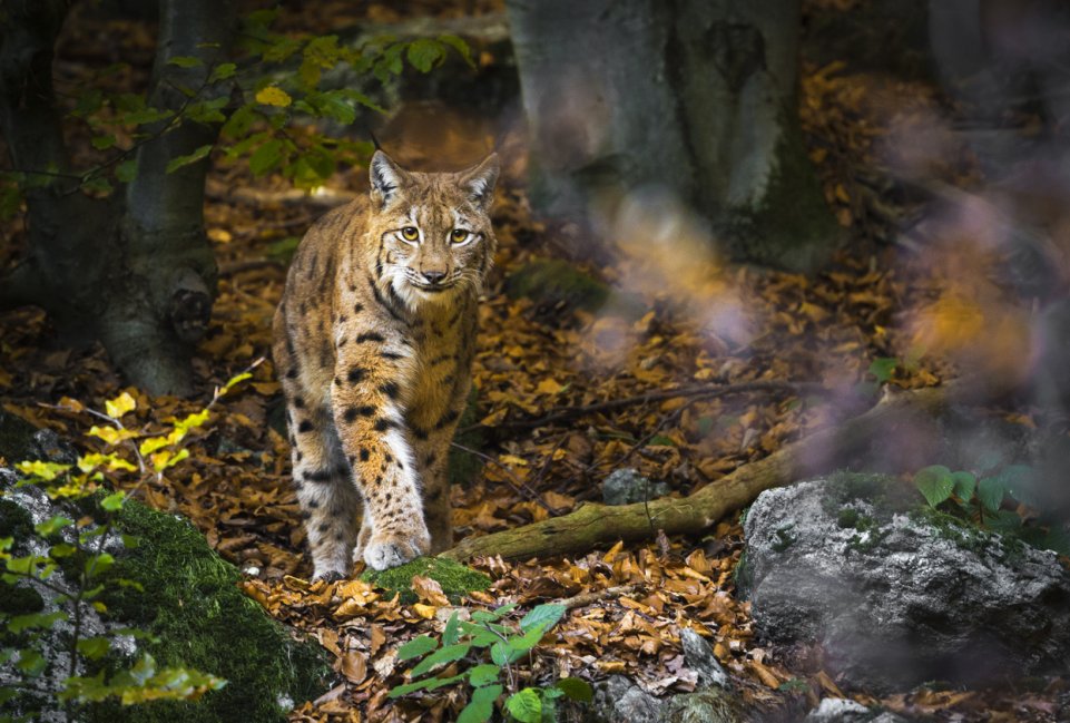 Lynx en foret