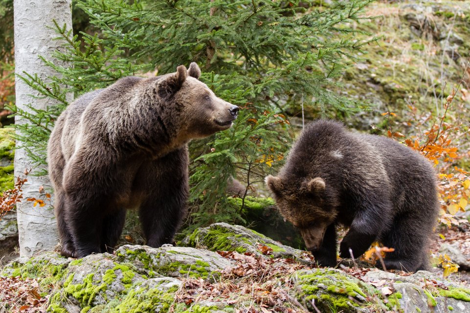 Deux ours bruns en forêt