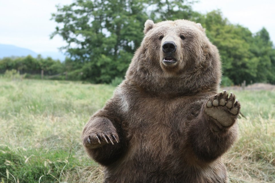 Ours brun