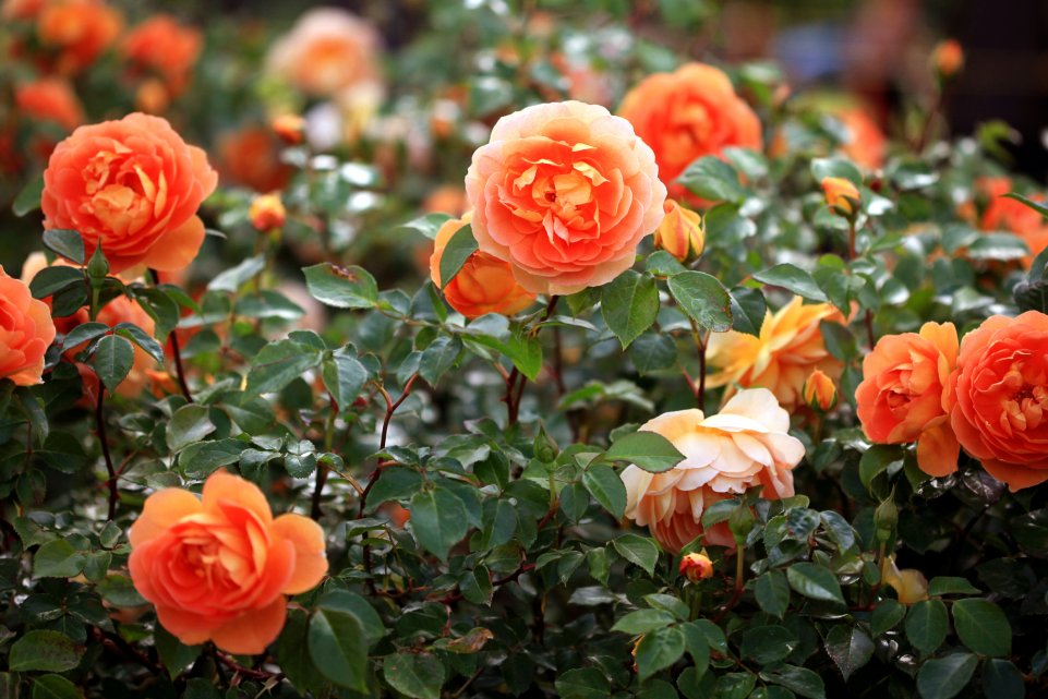 Des roses dans un jardin