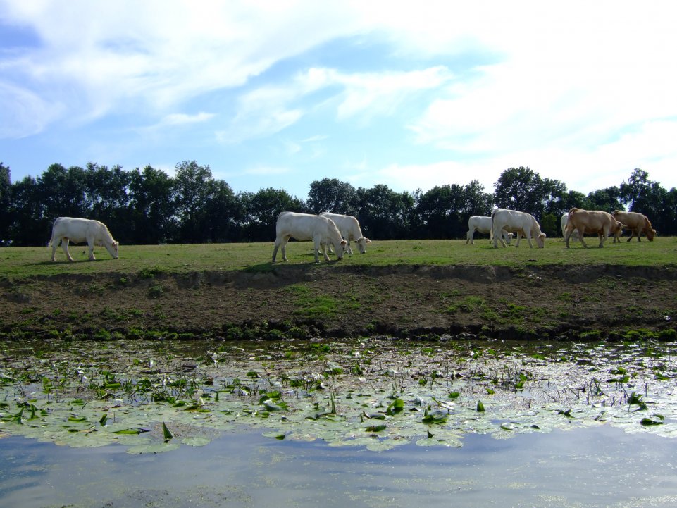 Des vaches broutent tranquillement dans un pré 
