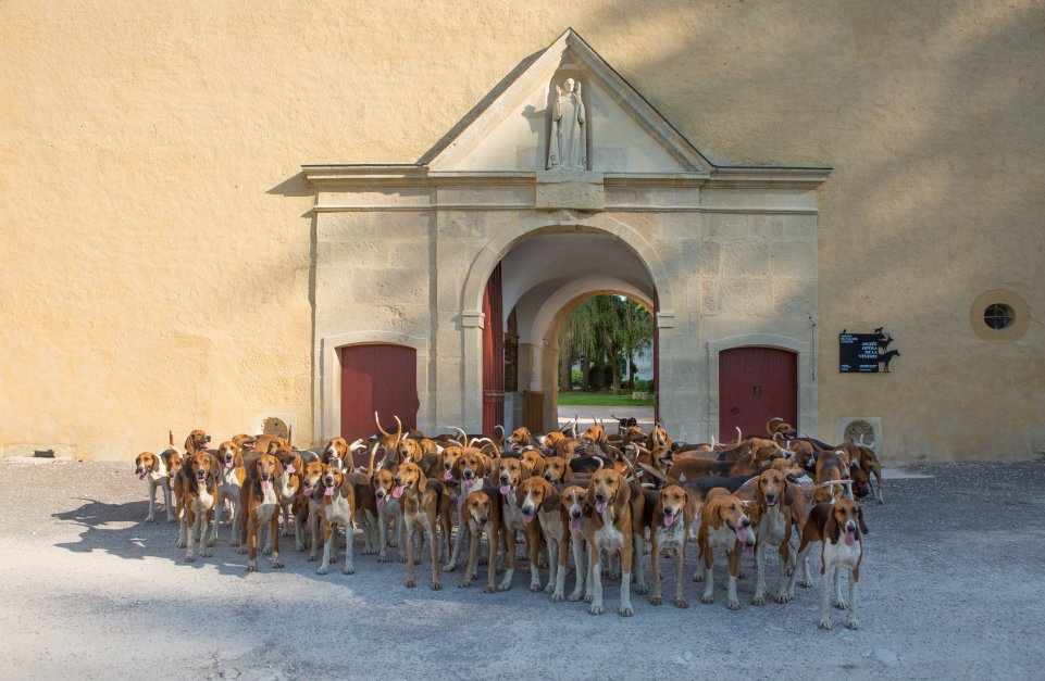 Meute val des choues 