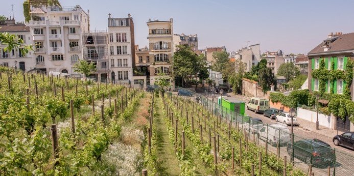 Les vignes de Montmartre à Paris