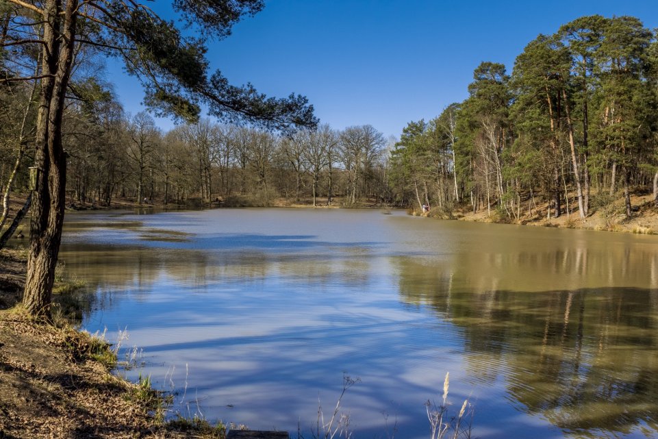 Forêt de Rambouillet étang