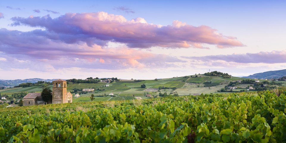 Beaujolais vignes