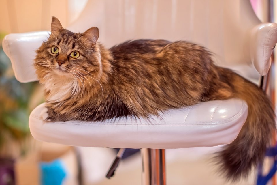 chat bar chaise assis
