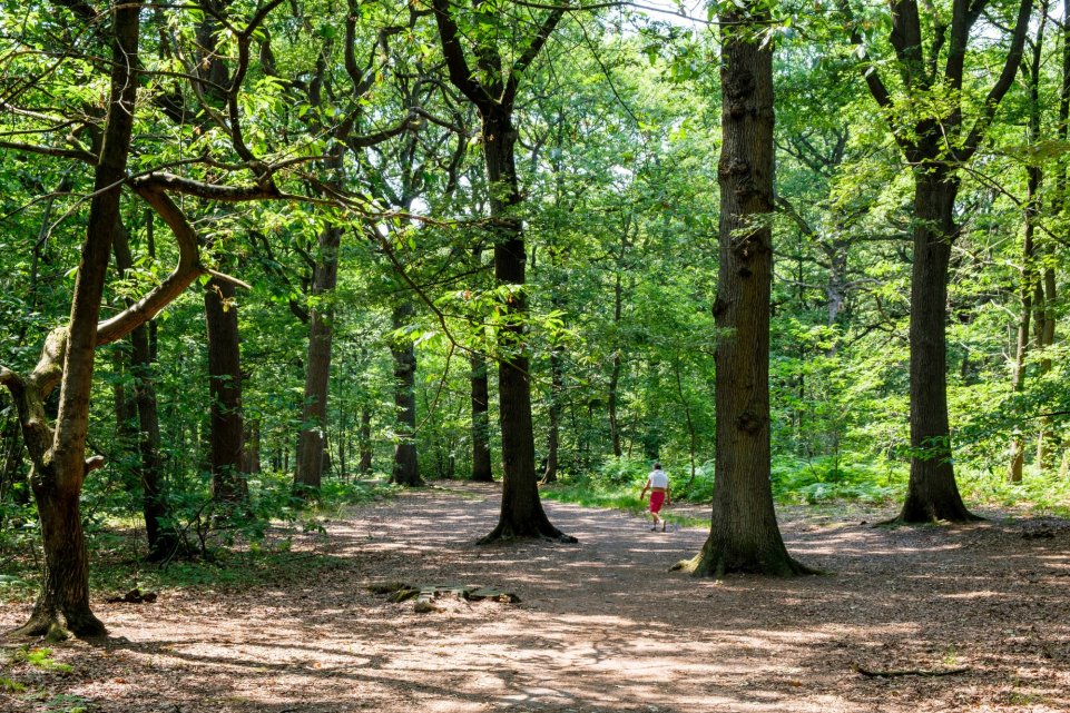Forêt de Marly Ile de France