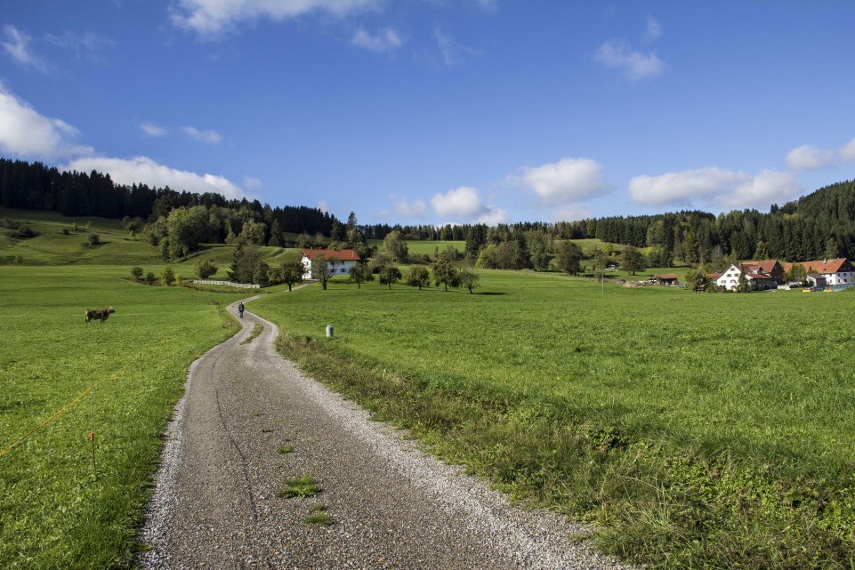Route de campagne et nature verdoyante