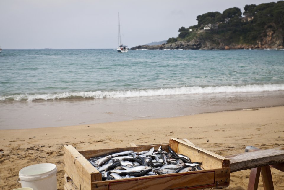 Sardines fraîchement pêchées 