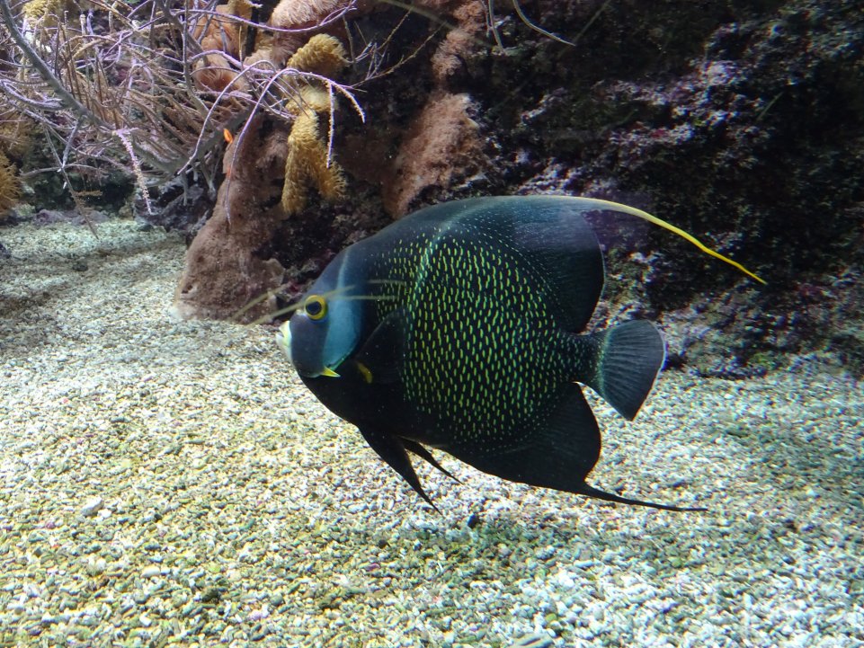 poisson aquarium