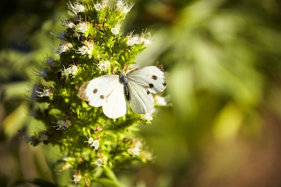 papillon velodissey