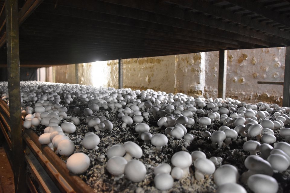 Cave aux champignons