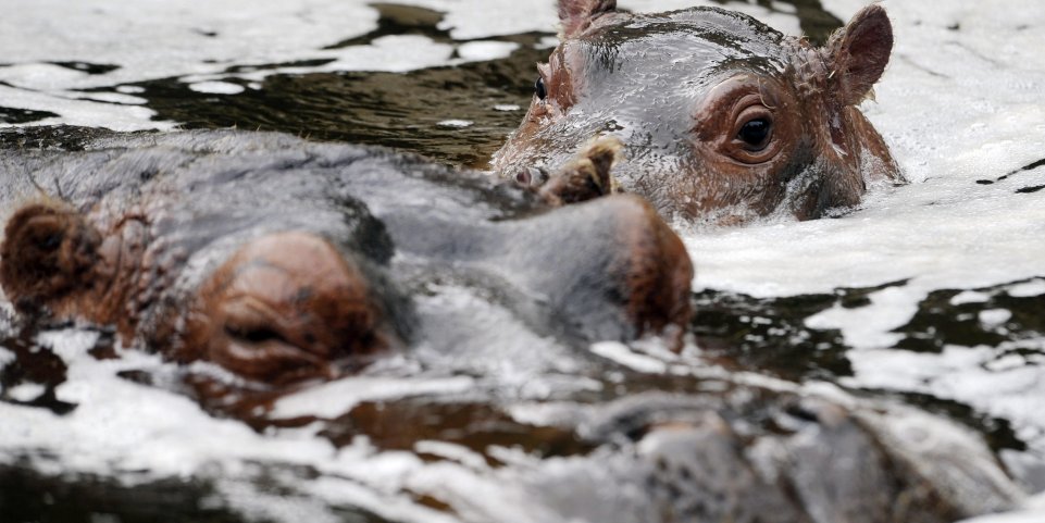Hippopotames dans l'eau 