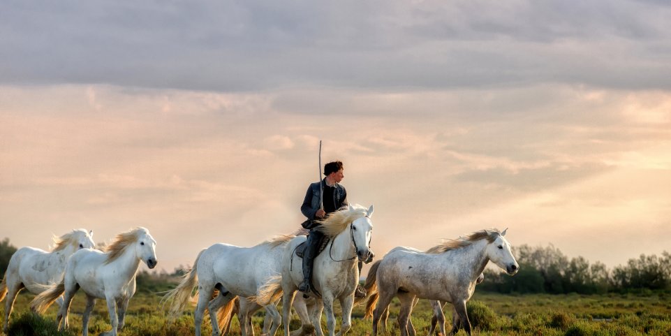 homme sur un cheval en camargue