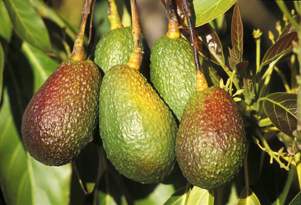 Avocatier