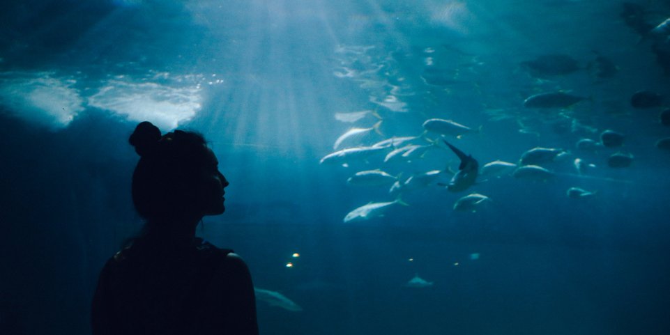 aquarium fille poissons