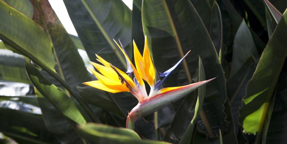 fleur exotique