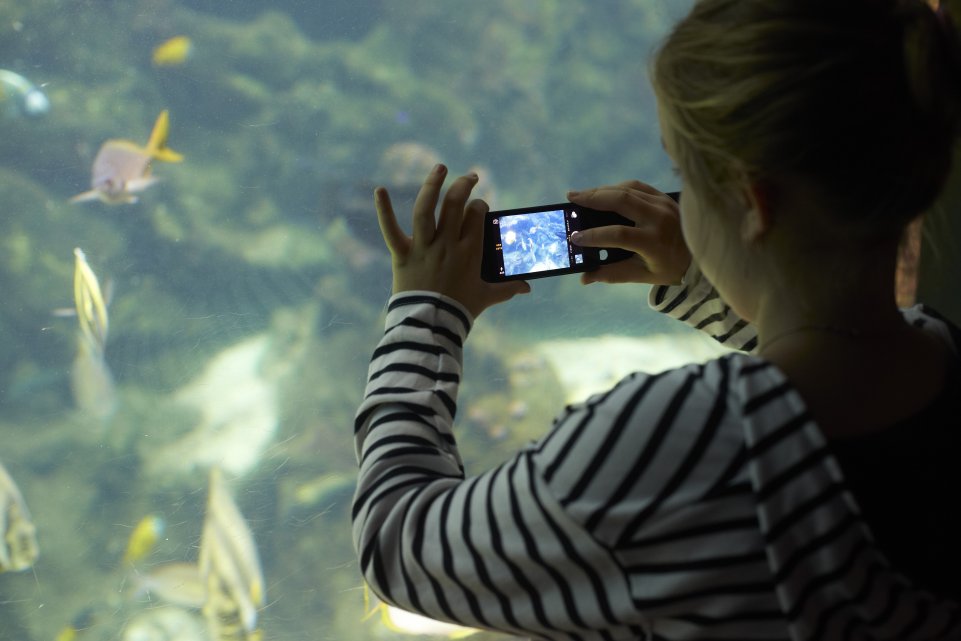 océanopolis aquarium fille brest bretagne