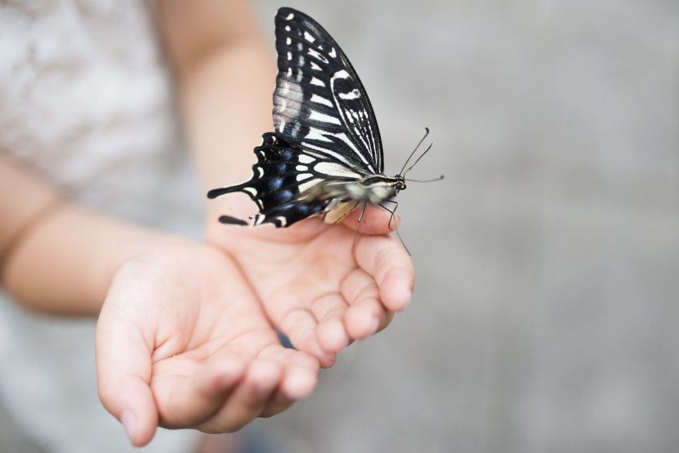 fille papillon mains