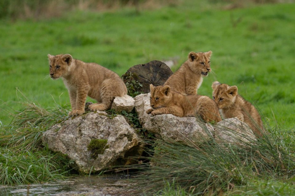lions parc felins