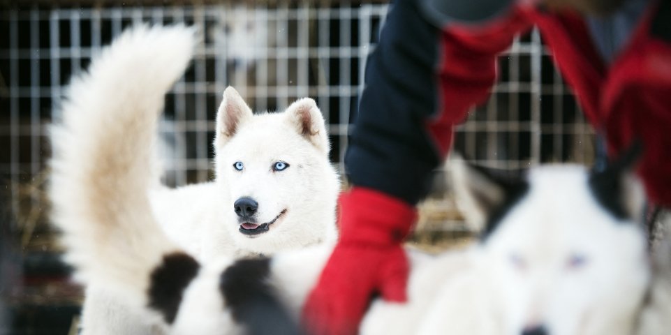 Huskies montagne
