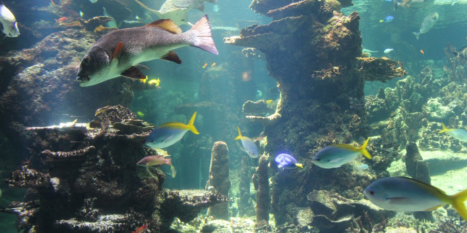 Aquarium tropical de Nausicaá