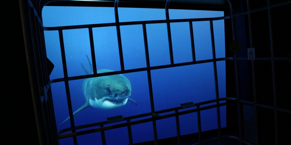 Requin à Nausicaá
