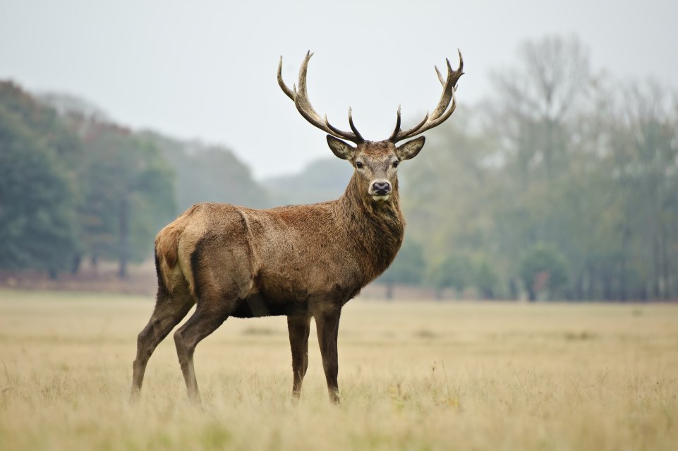 cerf