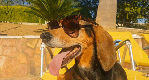 Un chien heureux portant des lunettes de soleil