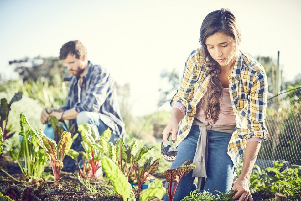 Un homme et une femme en train de cueillir des betteraves