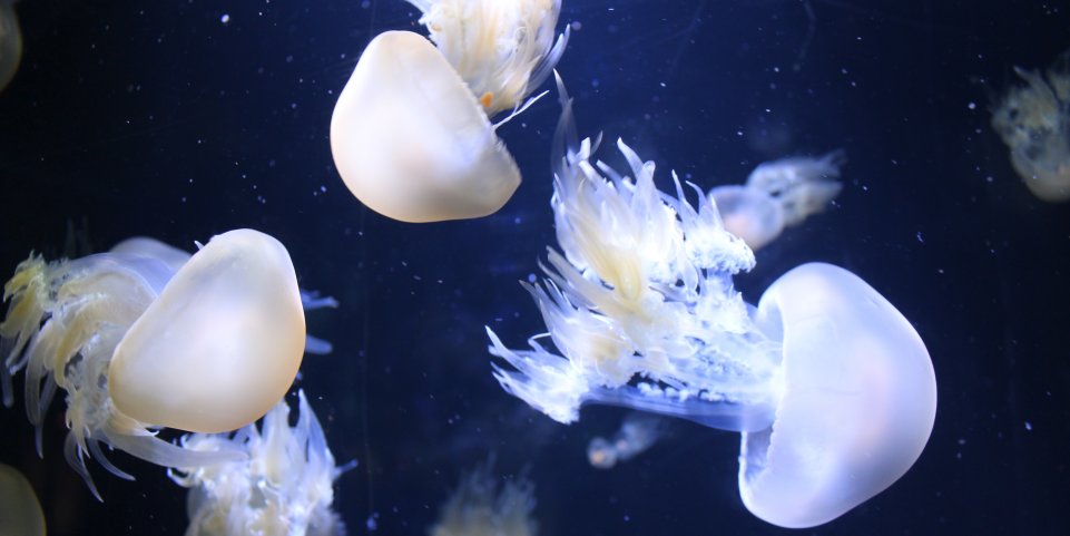 Méduse à Nausicaá