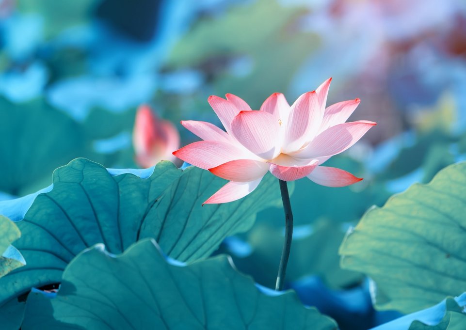 Fleur de lotus