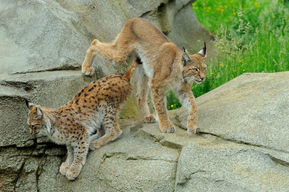 Lynx d'Europe au Parc Zoologique de Paris