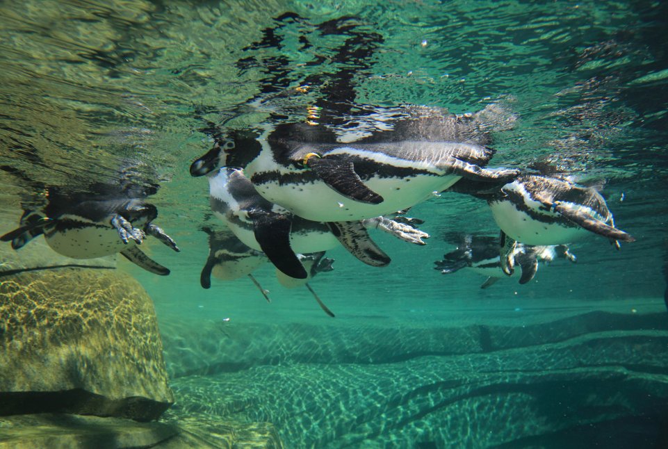 Manchots de Humboldt au Parc Zoologique de Paris