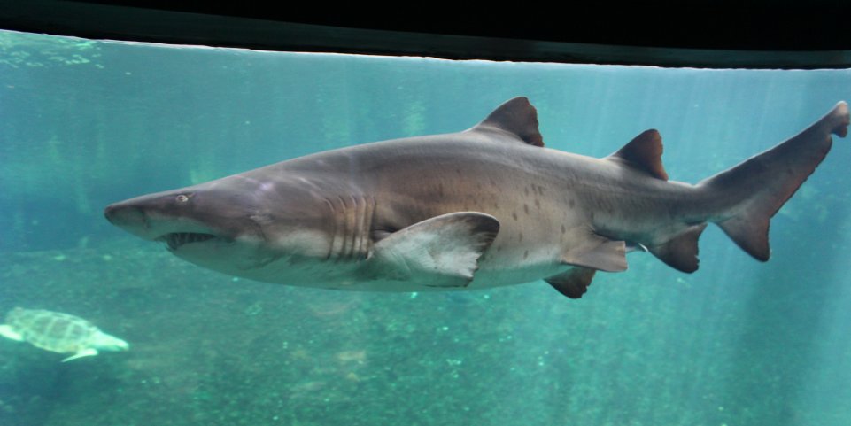 Requin Nausicaá