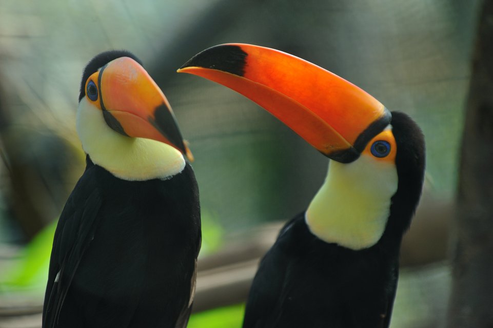 Toucan Tocco au Parc Zoologique de Paris