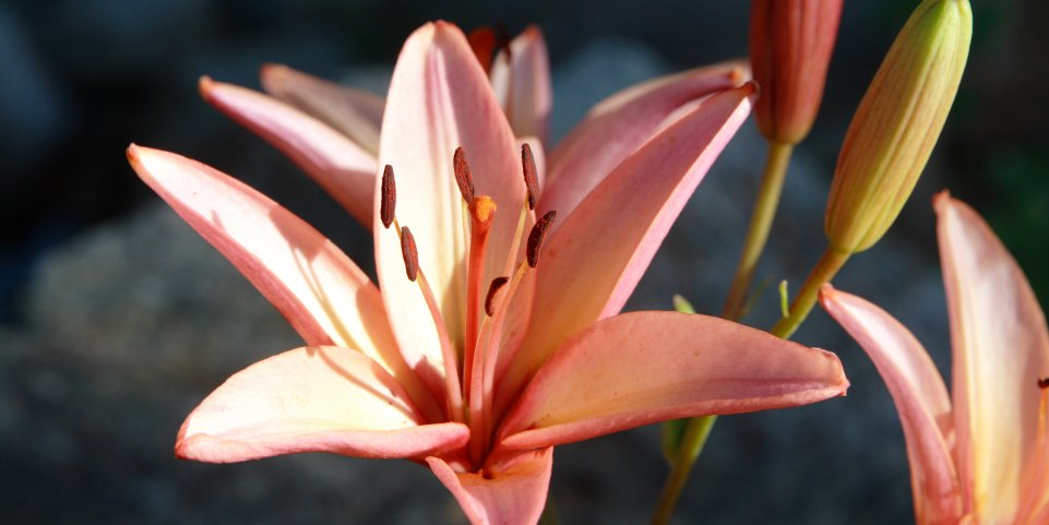 fleur lys