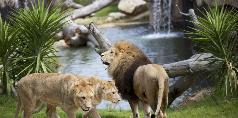 Zoo de Beauval