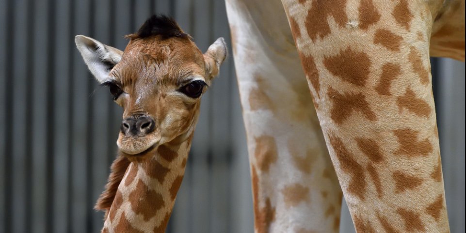 Girafon du Parc zoologique de Paris