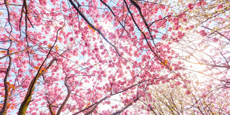 Arbre en fleur rose jardin japonais