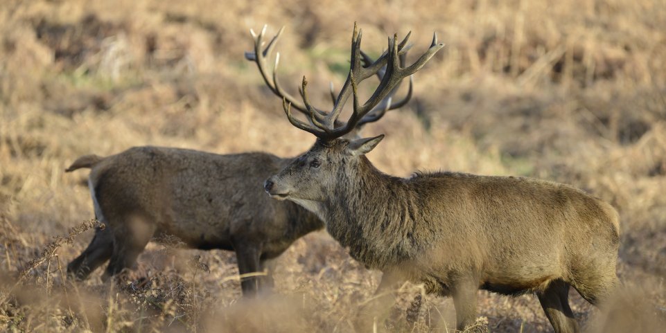 Deux cerfs profil 